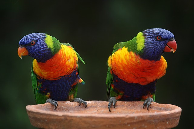 A parrot listening and then talking